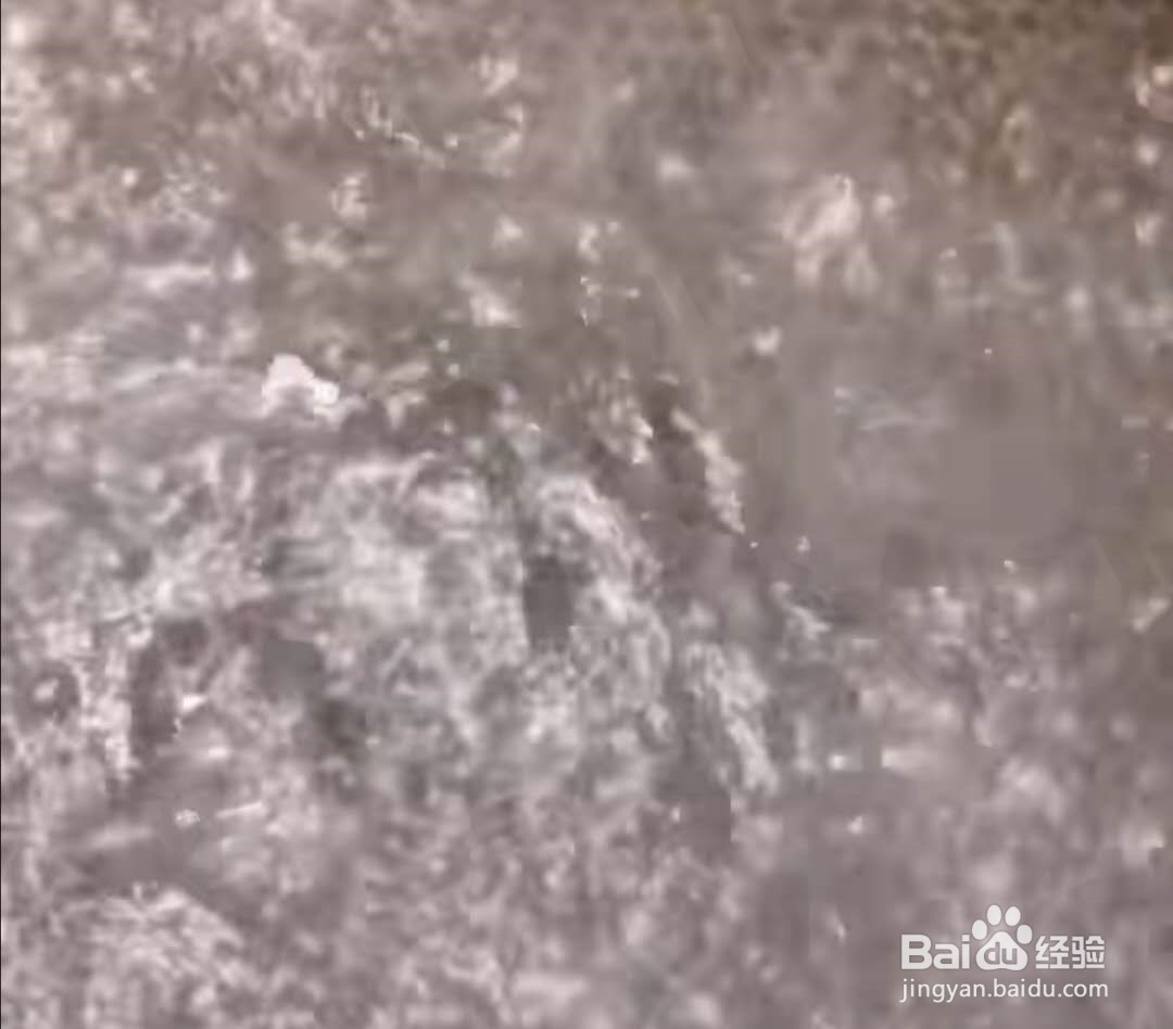 美味花甲的做法?