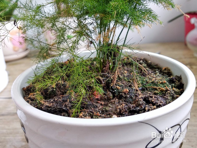 文竹叶子发黄要怎么办？文竹的养殖方法