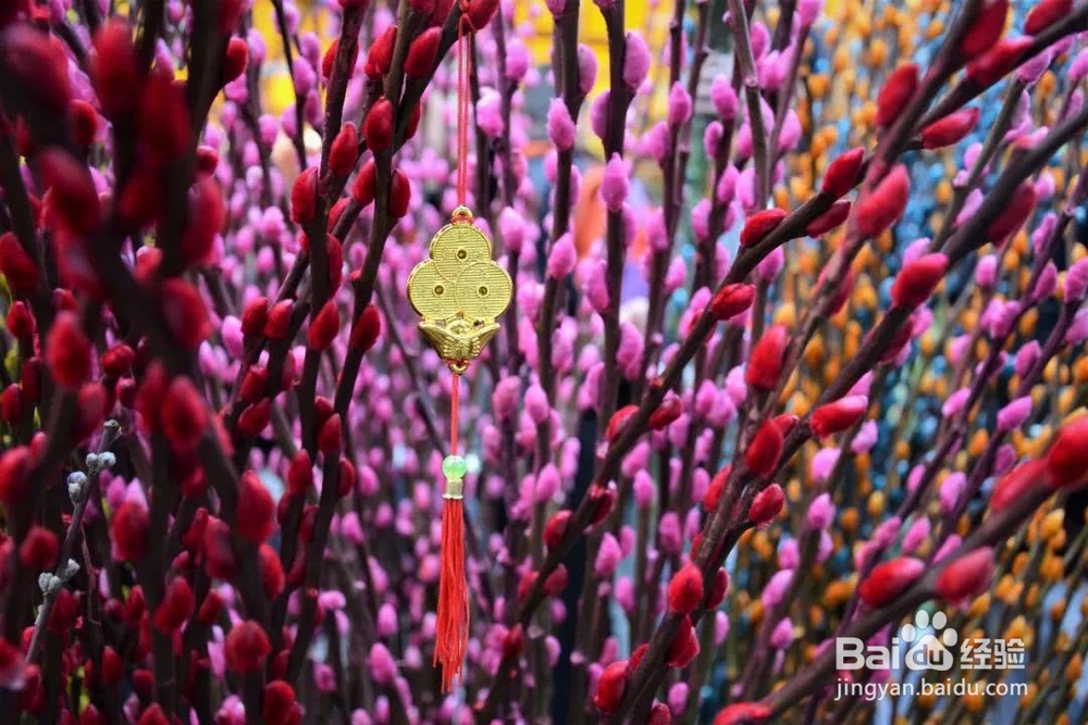 勿忘我怎么养成干花