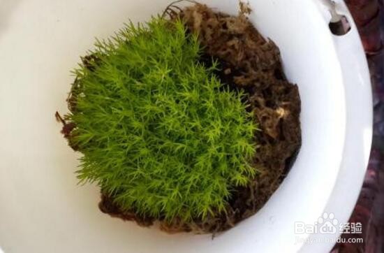 水苔养蝴蝶兰的方法