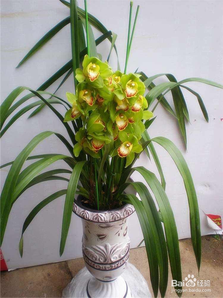 十几年养大花蕙兰经验分享