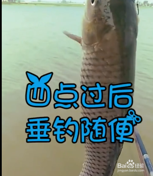 如何高效率的钓到鱼