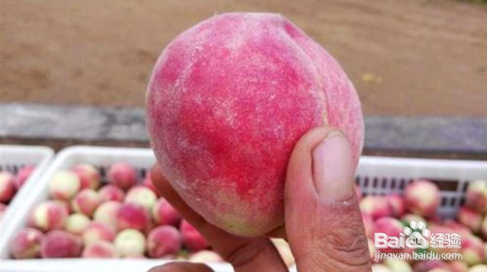 痒痒粉的简单制作方法