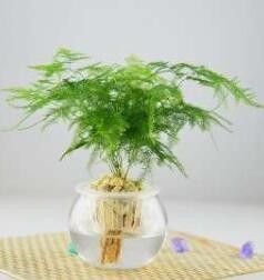水培植物怎么养才能更旺盛