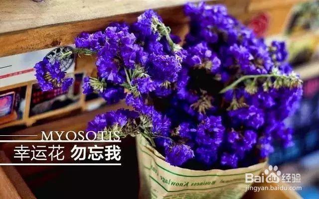 勿忘我怎么养成干花