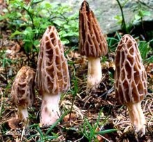 野生羊肚菌是怎样形成的