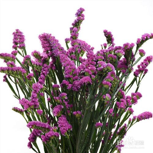 勿忘我怎么养成干花