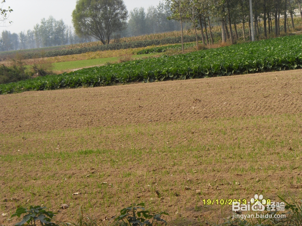 小麦的种植技术