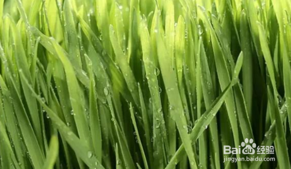 小麦从出苗到拔节需要追几次肥料