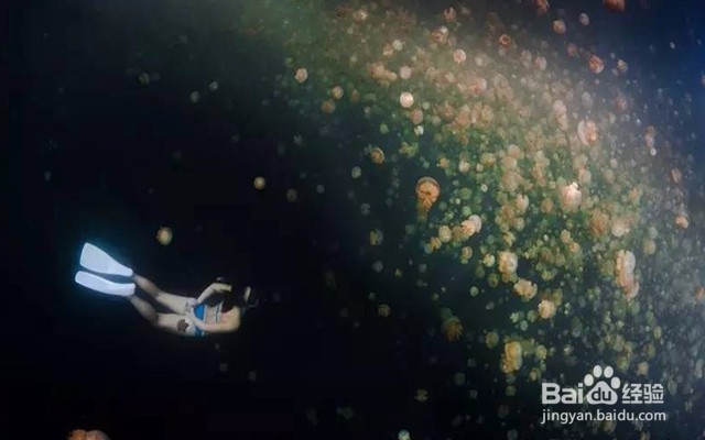 十一免签的高性价比海岛——帕劳旅游攻略