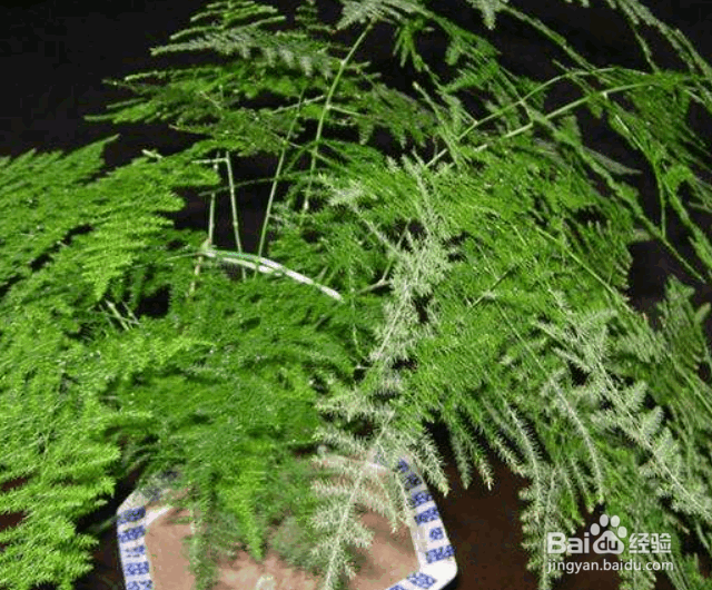 文竹的养殖方法和注意事项