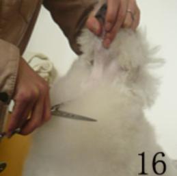 怎样给贵宾犬美容