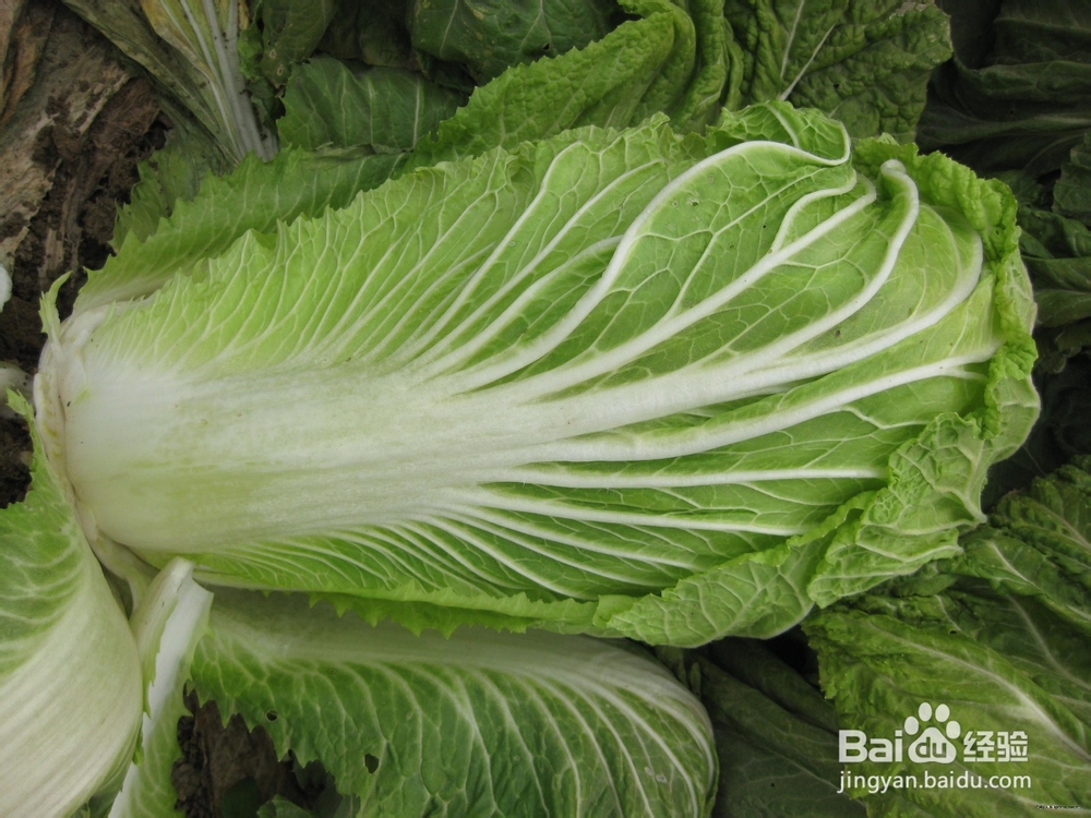 大白菜的养生效果