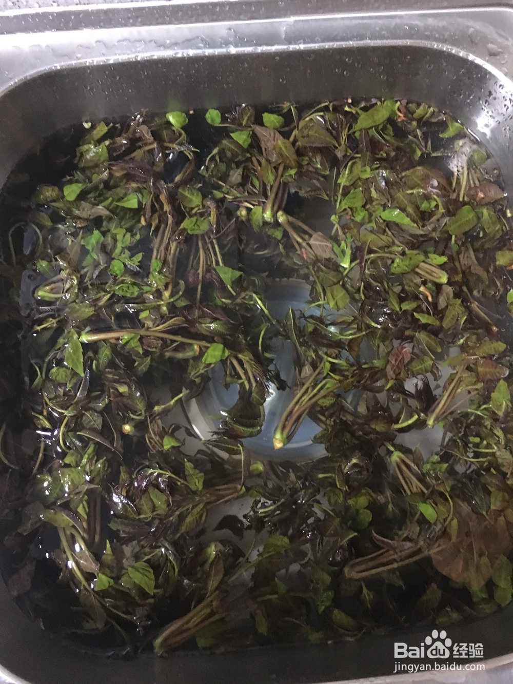 吃不胖的腌香椿