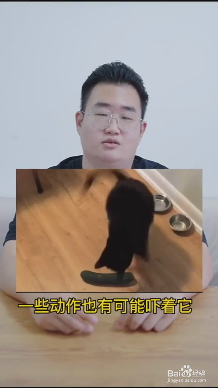 如何判断猫咪是否亲人