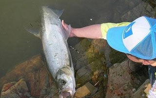 长江冬季路亚翘嘴技巧