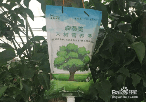 树木栽植中各类养护药剂的应用技术