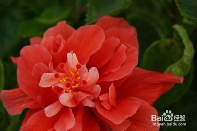 新手宝宝不知道养什么植物,就养这几种吧!