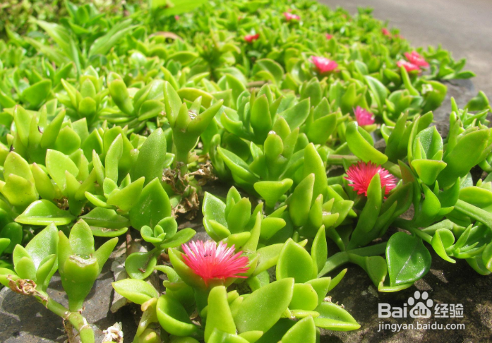 心叶日中花怎么扦插