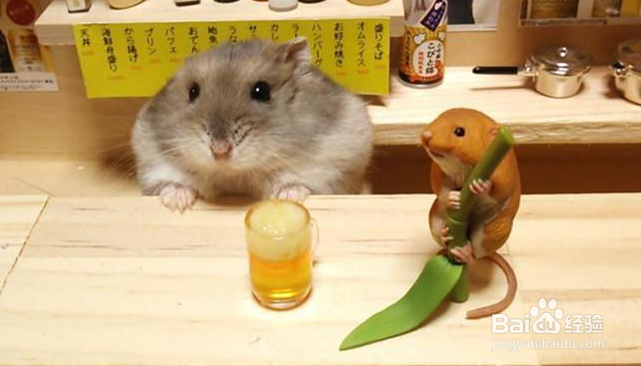 仓鼠怎么养！道听途说可不行，