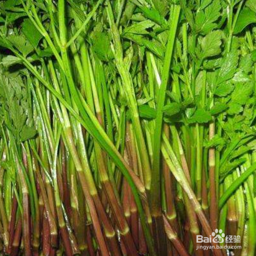 水芹菜的培育方法和注意事项