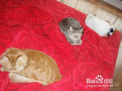 小猫老爱睡在床上怎么办