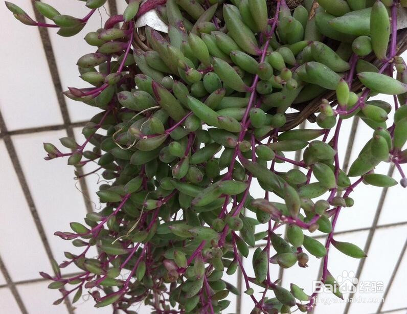 多肉紫玄月的爆盆方法