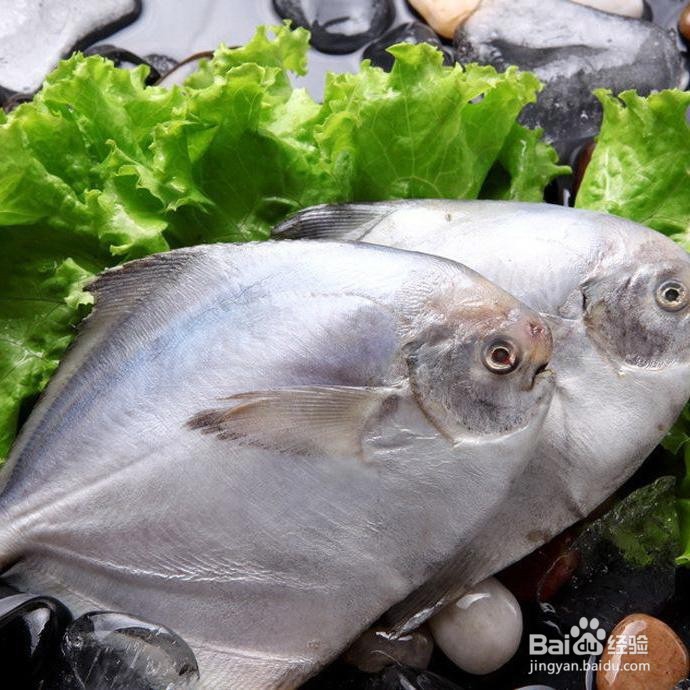 银鲳鱼的鉴别方法