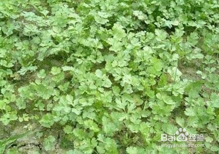 香菜种植:香菜叶枯病怎么防治?