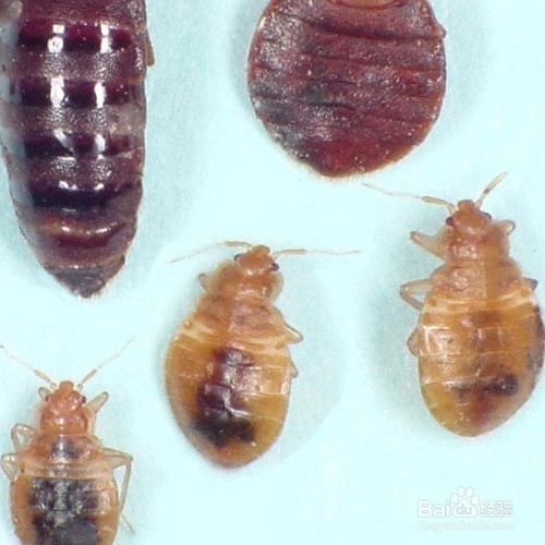 臭虫怎么消灭