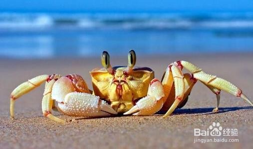 <b>海里的螃蟹怎么养</b>