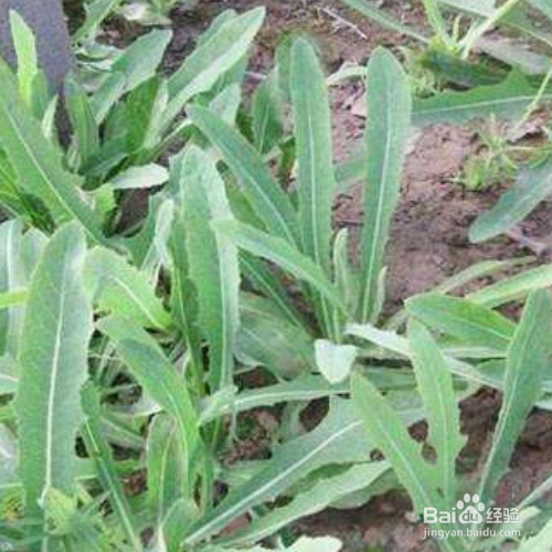 败酱草的培育方法和注意事项