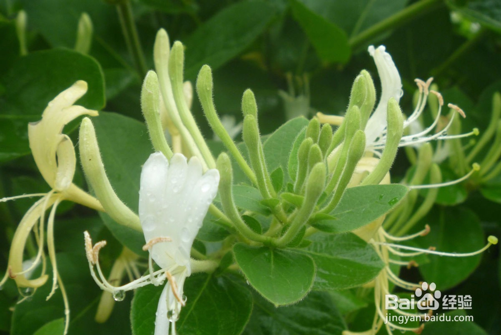 润肺止咳吃什么食物好