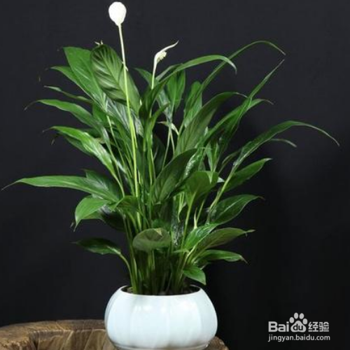 缓解一帆风顺花叶下垂的小技巧有哪些?