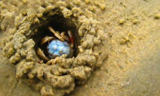 海边沙蟹怎么捉