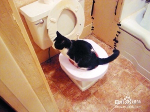 猫咪发情了怎么办?