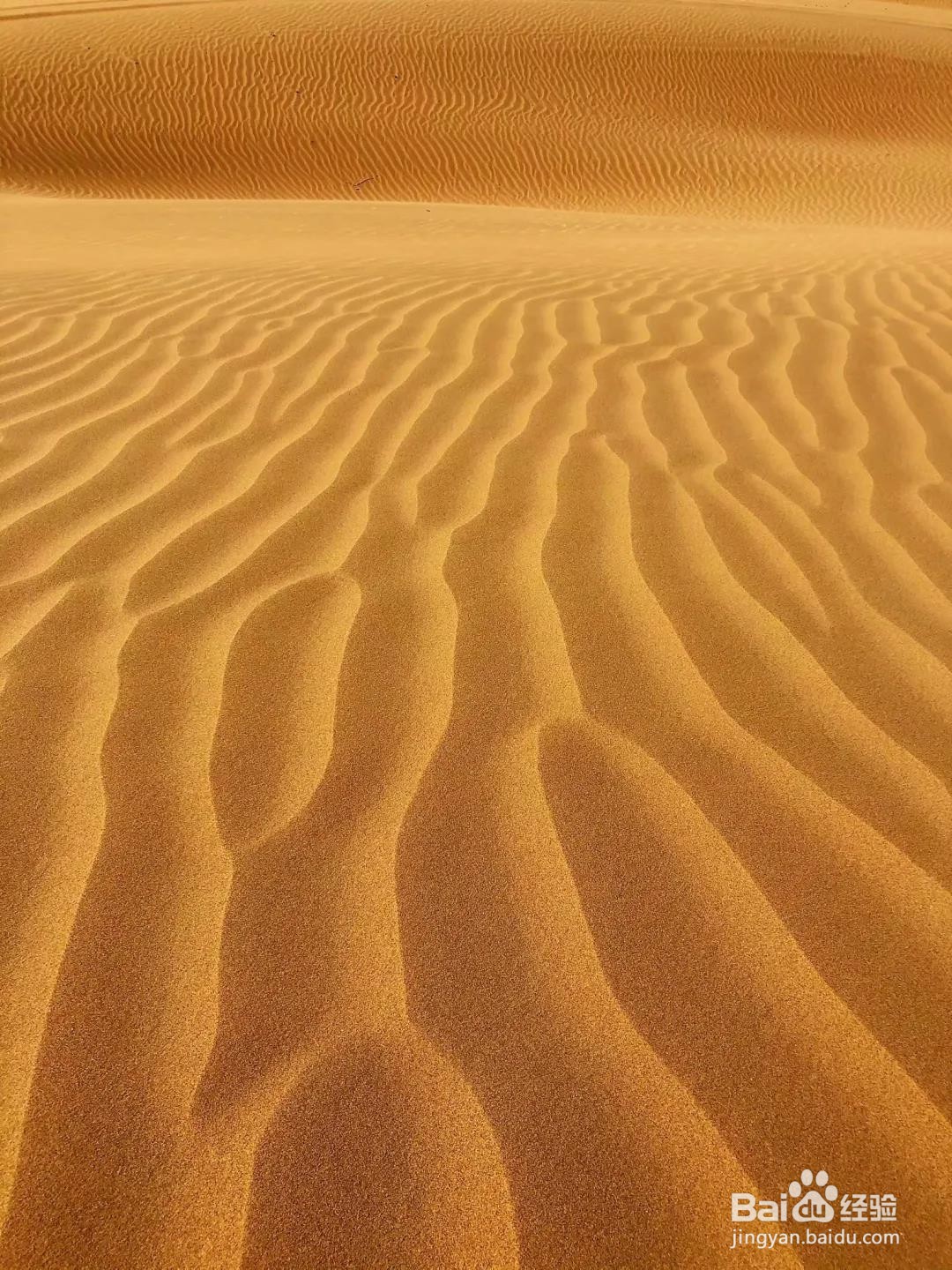 库布其沙漠徒步路线及行程