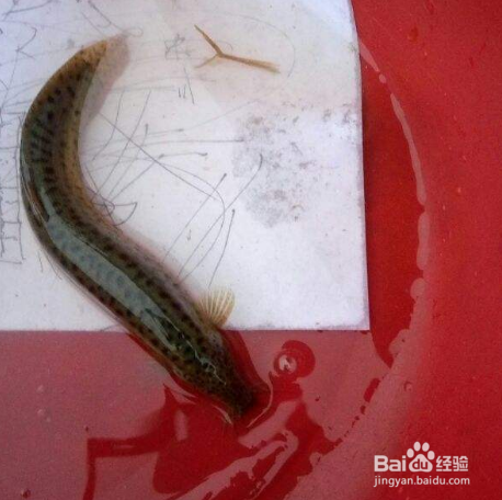 泥鳅有寄生虫怎么办
