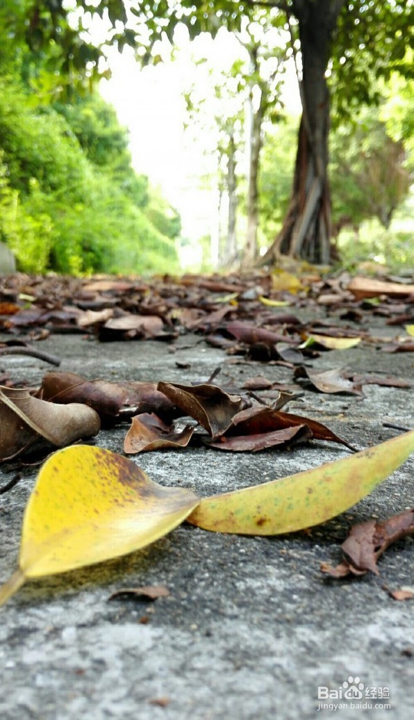 玩转手机微距摄影 的技巧有哪些