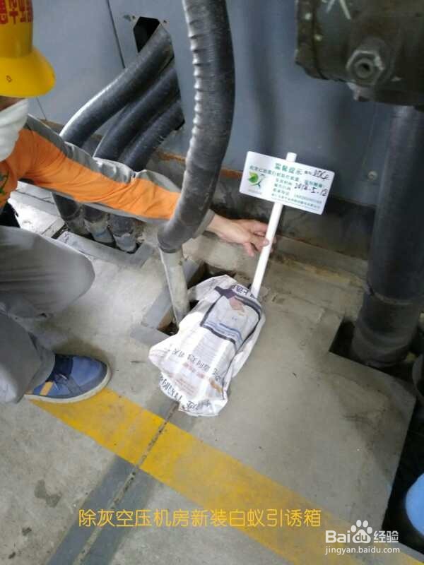 家里发现白蚁怎么办?灭白蚁最有效的方法!