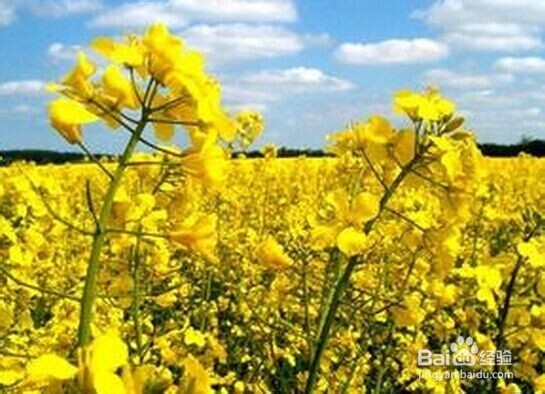 复发性口腔溃疡怎么好的快