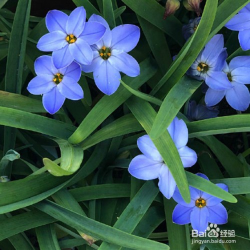花韭怎么养殖