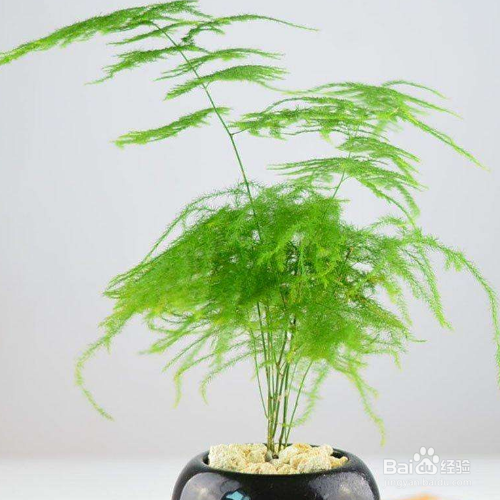 文竹适合深盆还是浅盆