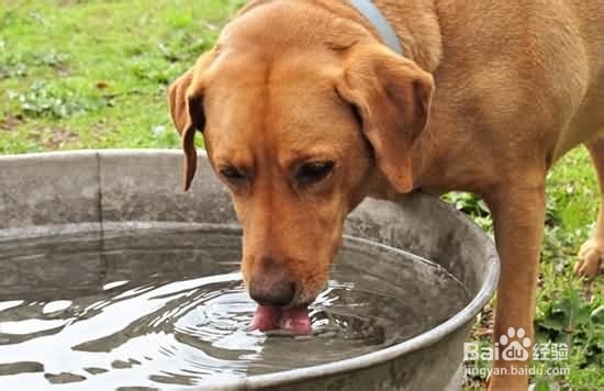 狗狗贫血怎么办不可不知狗狗贫血种类及病因