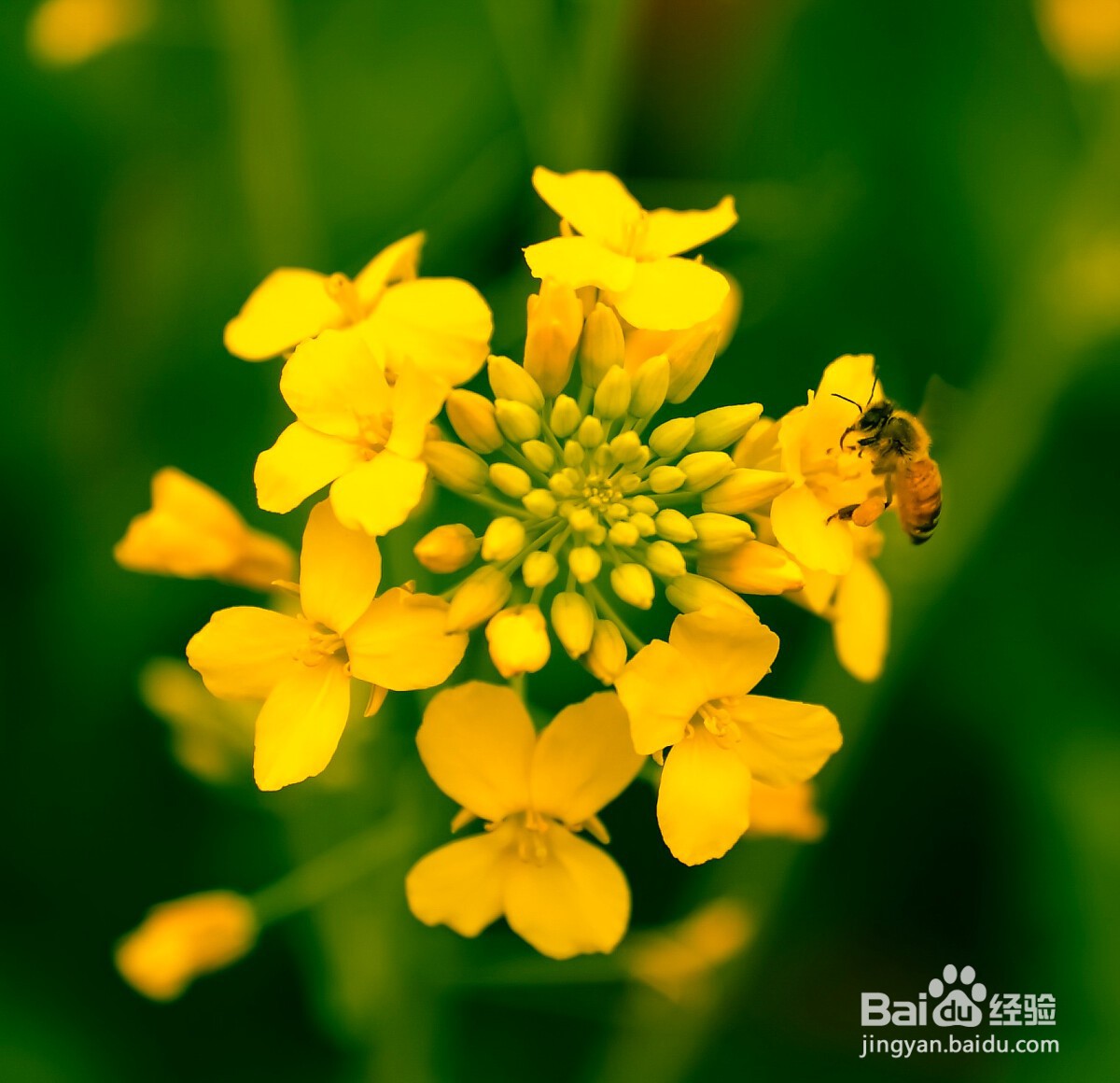 怎么形容油菜花的美的句子