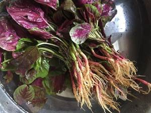 蒜蓉苋菜的做法