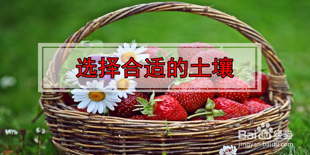 如何在阳台种植草莓