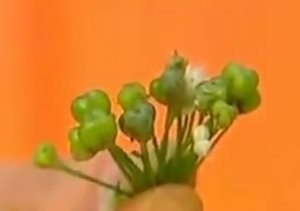 健康养生佳品腌鲜韭菜花酱