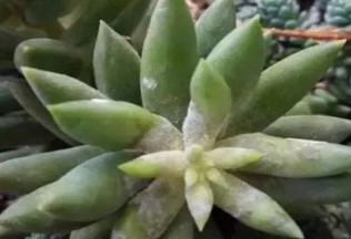 如何种植多肉植物