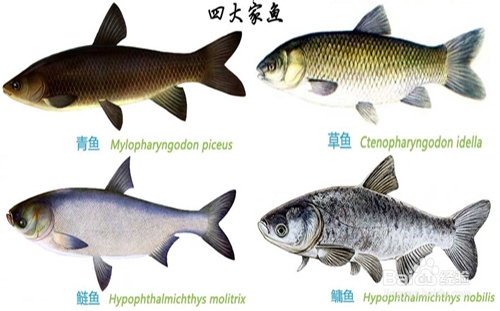 日常多食水产品，健康快乐又长寿 ——淡水鱼篇